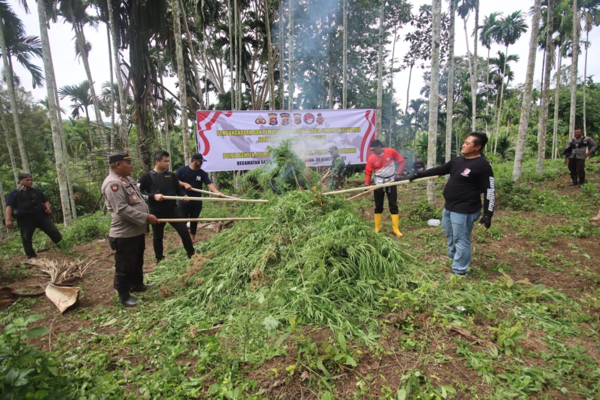 Polres Serang Bekerja Sama Dengan Polda Aceh Musnahkan 3 Hektar Tanaman Ganja di Aceh Utara