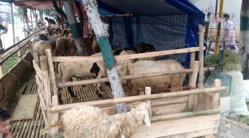 Pemda Harus Tegas Larang Pedagang Hewan Musiman Pakai Jalur Hijau dan Trotoar